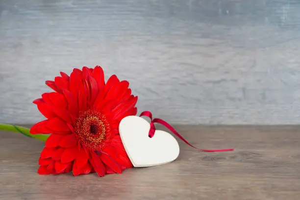 big red gerbera flower with heart shape, love card