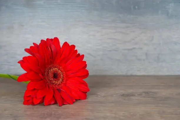 big red gerbera flower over wooden table