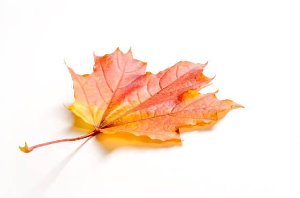 Texture, background, pattern. Autumn maple leaves. Background of maple leaves. Red and yellow maple leaves Autumn advance; Autumn motive