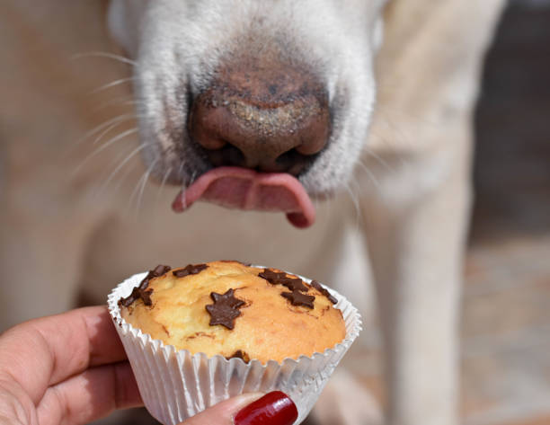 cane labrador retriever in attesa di un delizioso muffin alla vaniglia / immagine concettuale di fiducia e amicizia - cane sugar foto e immagini stock