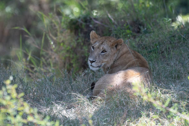 istock Female lion in Masai Mara, Kenya. 1068653218