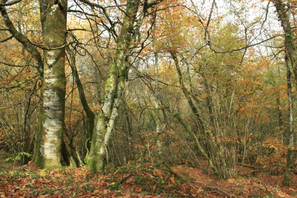 istock Birch forest  Fall landscapes  Limousin France 1068656540