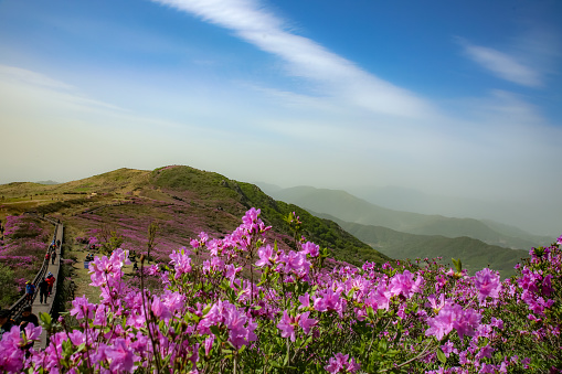 It is the figure of the azalea of the yellow mountain Azalea, which is loved by many people every year, but what is a little unfortunate is that the yellow sand is blowing from afar, and it is the weather that is surely marked by the eyes