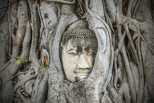 Thailand Buddha head emerged from the old trees roots at Wat Mahathat, Ayutthaya