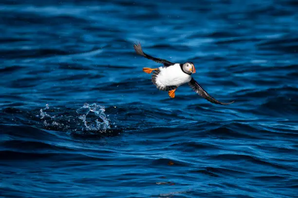 A puffin takes flight near Eastern Egg Island off the coast of Maine.