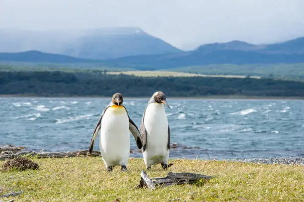 Two King penguins walk together on Isla Martillo near Ushuaia, Argentina in Patagonia.