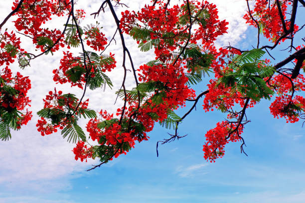 istock Beautiful Red Flowers and the Sky 1068669840