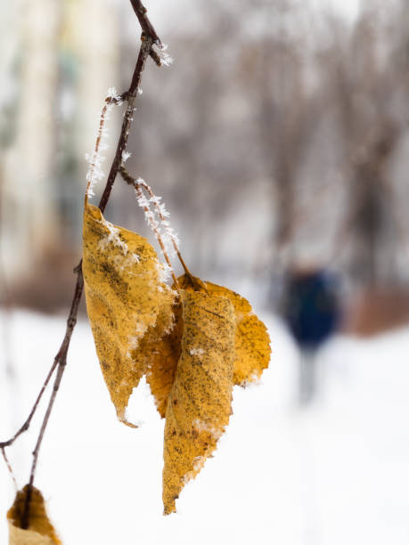istock Autumn leaves in the background.Selective focus. 1068672454