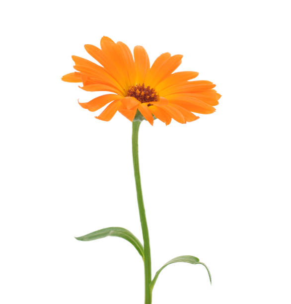 istock Calendula flower isolated on white 1068680350