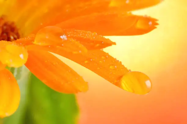 Calendula petal with drop of water extreme closed up