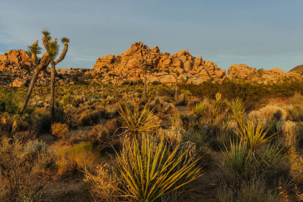 istock Joshua Tree Barker Dam Area near Sunset 1068681872