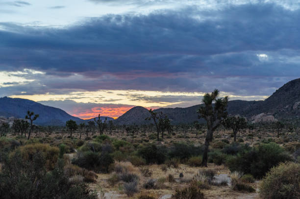 istock Sunrise over Joshua Tree National Park 1068682244