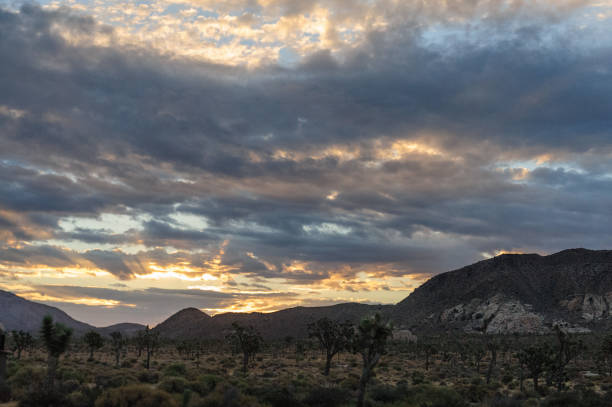 istock Sunrise over Joshua Tree National Park 1068682304