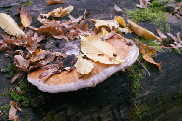 istock Polypore fungi in autumn 1068683396