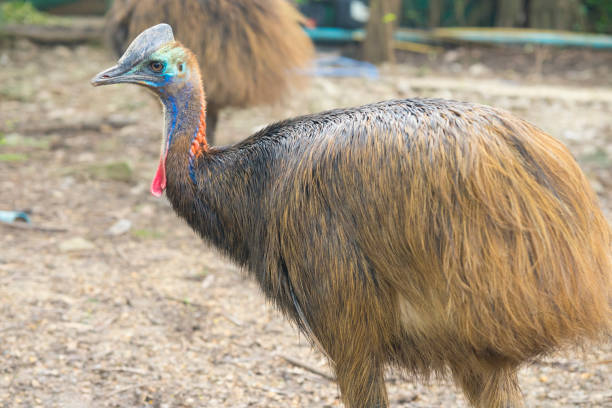 istock Emu walking on dry land 1068687026