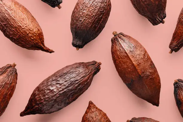 Cocoa pods on a pink background, creative flat lay food concept
