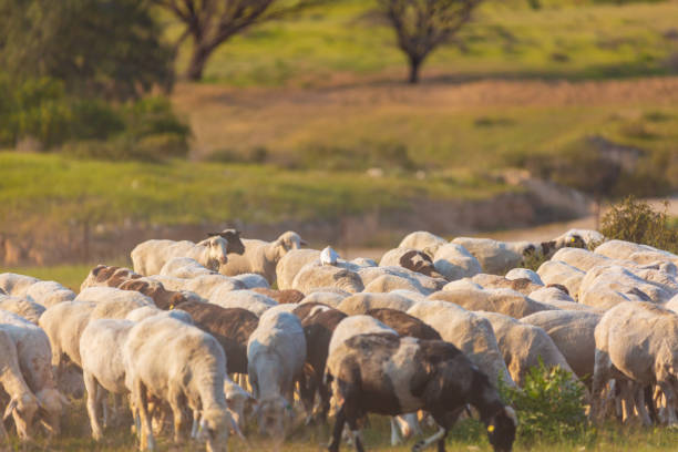 istock A big herd of sheep walking along the grass 1068687582