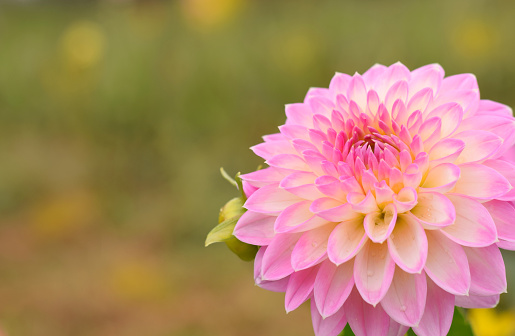 Pink and cream-colored dahlias in all their lush glory, September