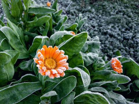 First frost. Close-up of Calendula bush with orange flower