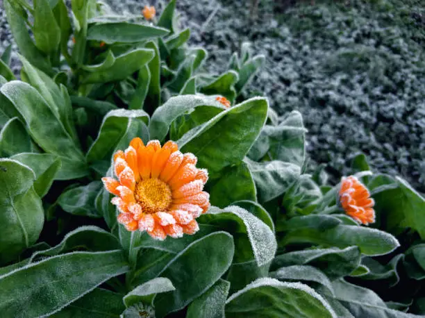 Photo of Flowering Calendula bush covered with hoarfrost