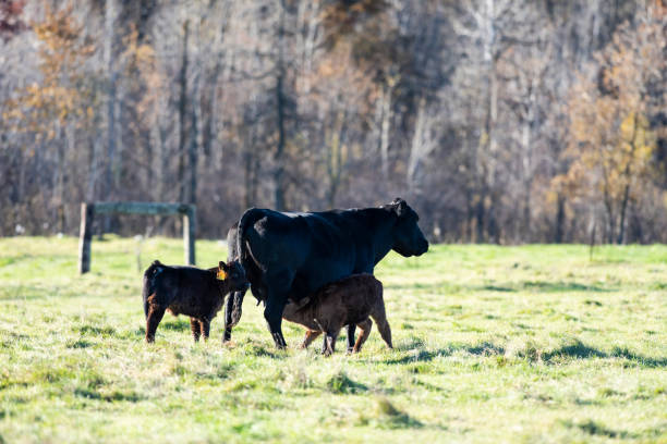 istock A Black angus cow with her calf 1068701944