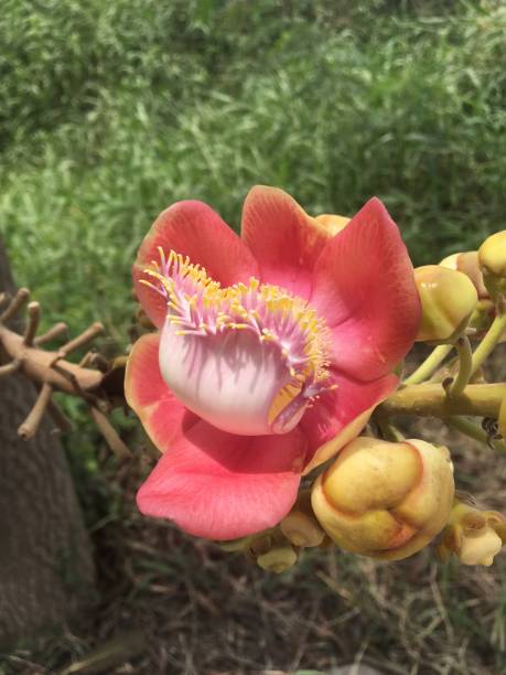 istock sal flower in nature garden 1068703588