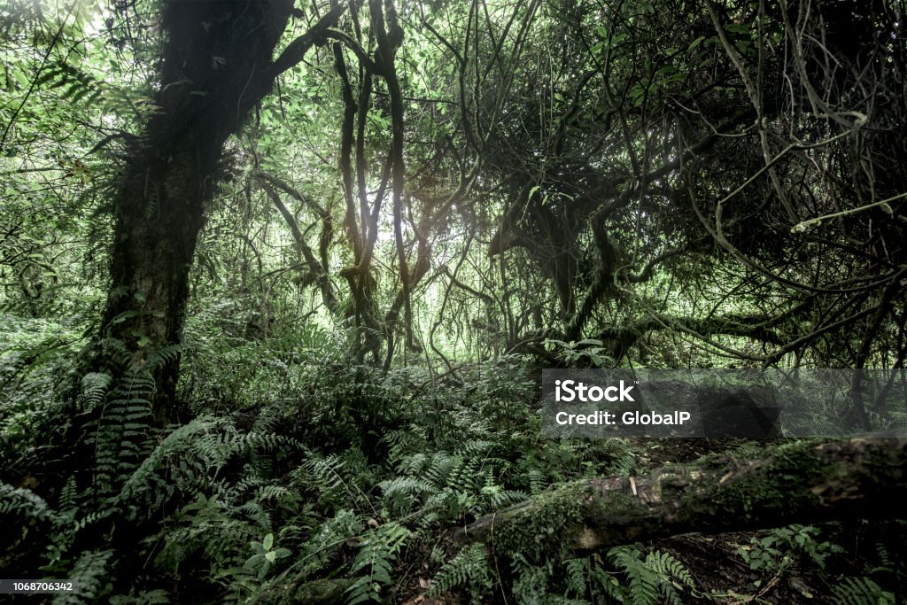 Old growth forest in Nord Kivu, DRC Democratic Republic of the Congo Stock Photo