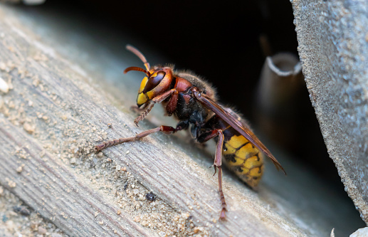 Sphaerophoria scripta Long Hoverfly Insect. Digitally Enhanced Photograph.