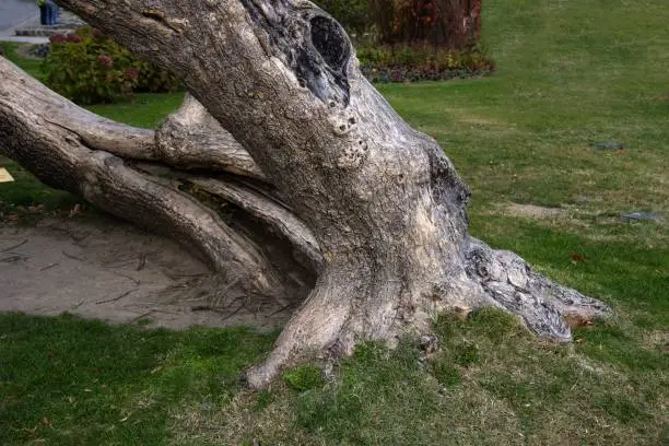 Tree with a Split Trunk. Broken and healed concept