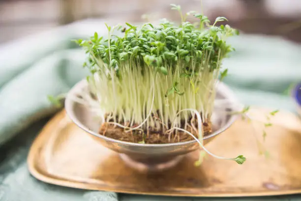 In the picture is small bowl with growing cress. Growing and harvesting cress during the winter and then using in the kitchen is good way how to supply vitamins during the winter. 

Growing cress can be done indoors or outdoors, with or without soil. When growing inside you could use sprouting tray. The seeds need exceptionally low attention to germinate. Besides enough fluid and a tiny bit of light, cress only needs some grip to grow. It will grow just as well on a piece of kitchen paper. So it is very easy growing it also with children.
