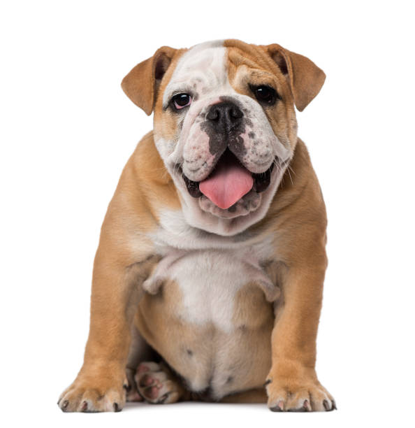 bulldog inglés cachorro (4 meses) - bulldog fotografías e imágenes de stock