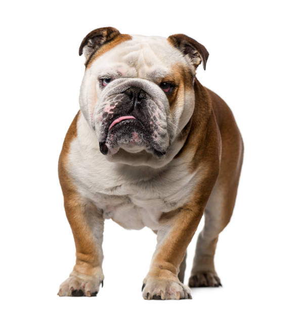 istock English Bulldog (3 years old) 1068719474