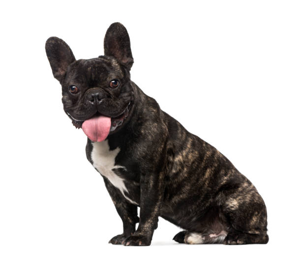 istock French Bulldog puppy (1 month old) 1068719694