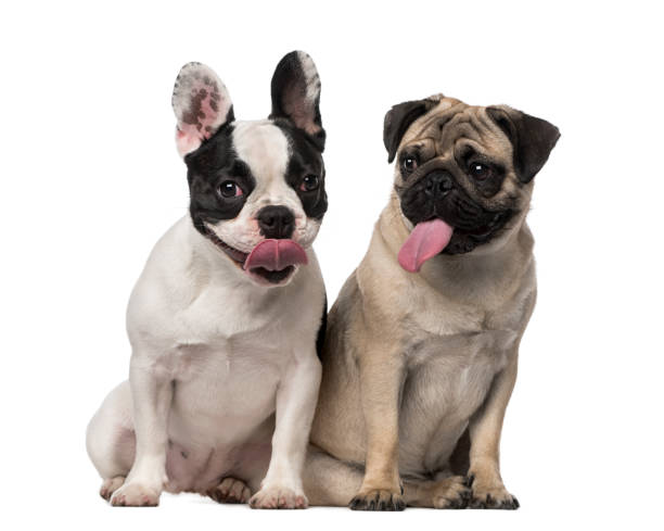 istock French Bulldog (7 months old), Pug (8 months old) 1068719716
