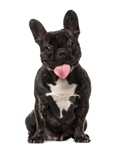 istock French Bulldog puppy (1 month old) 1068719720