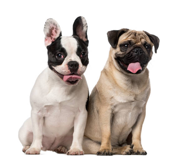 istock French Bulldog (7 months old), Pug (8 months old) 1068719734