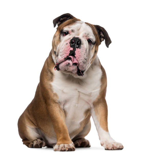 istock English Bulldog (1 year old) 1068719838