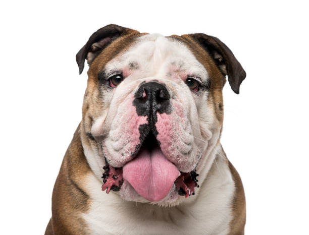 istock English Bulldog (1 year old) 1068719866