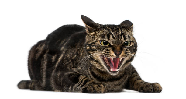 Mixed-breed cat hissing Mixed-breed cat hissing hissing photos stock pictures, royalty-free photos & images