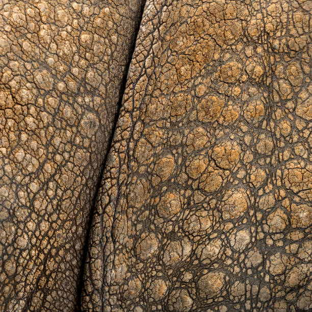 istock Close-up on Indian rhinoceros skin 1068721572
