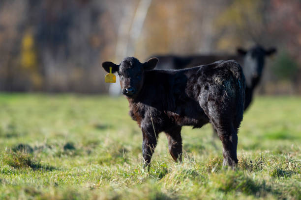 istock Black Angus Calves in a pasture 1068723748