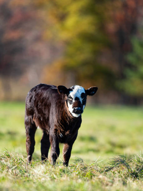 istock Black Angus Calves in a pasture 1068723762