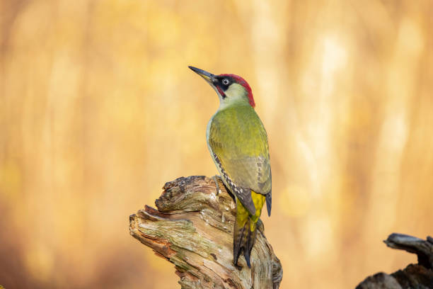 kuvapankkikuvat ja rojaltivapaat kuvat aiheesta vihreä tikka, picus viridis - european green woodpecker