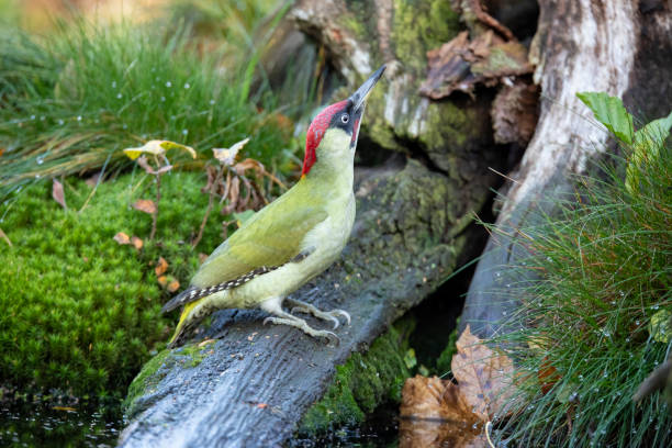 kuvapankkikuvat ja rojaltivapaat kuvat aiheesta vihreä tikka, picus viridis - european green woodpecker