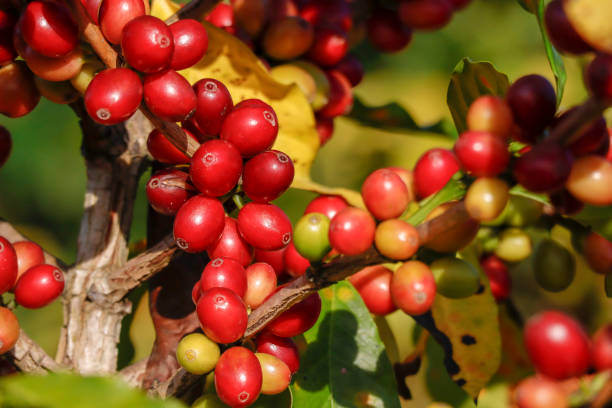 istock Coffee been on tree in cafe plantation 1068726124