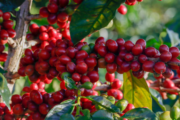 istock Coffee been on tree in cafe plantation 1068727246