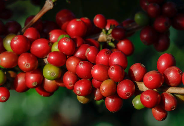 istock Coffee been on tree in cafe plantation 1068728330