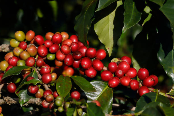 istock Coffee been on tree in cafe plantation 1068728384