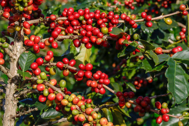 istock Coffee been on tree in cafe plantation 1068729446