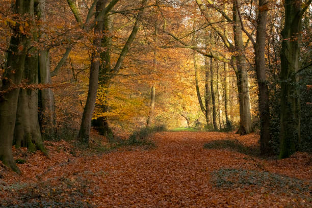 istock Landscape in Autumn, Netherlands 1068729450